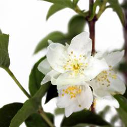 Чубушник венечный  купить во Владимире