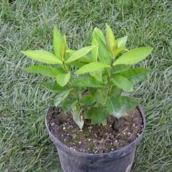 Флокс метельчатый Лаура купить в Нижнем Новгороде