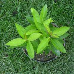 Флокс метельчатый Лаура купить в Нижнем Новгороде