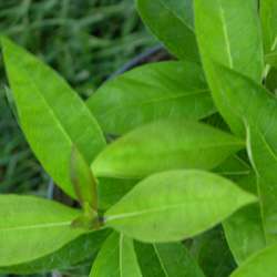 Флокс метельчатый Лаура купить в Нижнем Новгороде