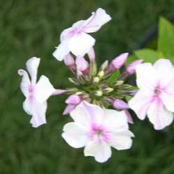 Флокс метельчатый Пикассо Роялтис купить в Нижнем Новгороде