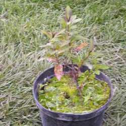 Флокс метельчатый Валентина купить во Владимире