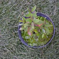 Флокс метельчатый Валентина купить во Владимире