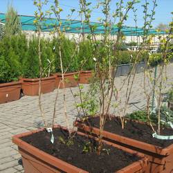 Пузыреплодник калинолистный Лютеус (живая изгородь) купить