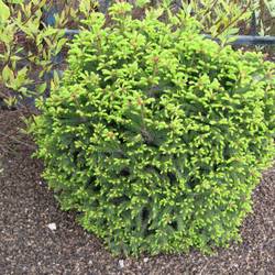 Ель обыкновенная Барри купить в Нижнем Новгороде