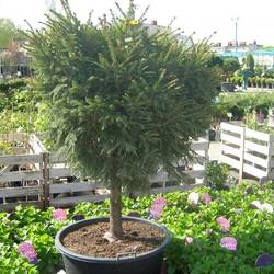 Ель обыкновенная Пигмея купить во Владимире