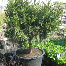 Ель обыкновенная Пигмея купить во Владимире