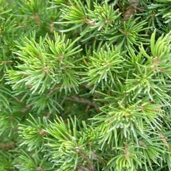 Ель обыкновенная Томпа купить