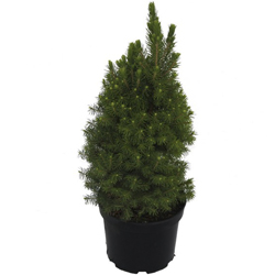 Ель канадская Коника купить