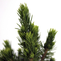 Ель канадская Коника купить в Нижнем Новгороде