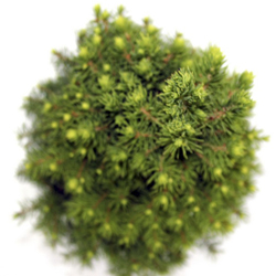 Ель канадская Коника купить в Нижнем Новгороде