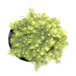 Ель канадская Рейнбоуз Энд купить во Владимире