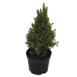 Ель канадская Рейнбоуз Энд купить во Владимире