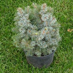 Ель Ситхинская Мидджет купить в Нижнем Новгороде