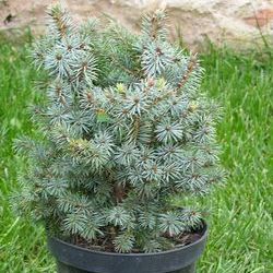 Ель Ситхинская Мидджет купить в Нижнем Новгороде