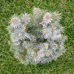 Ель Ситхинская Мидджет купить в Нижнем Новгороде