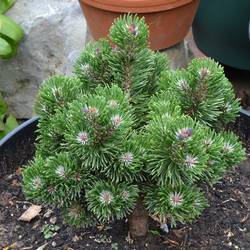 Сосна горная Шервуд Компакт купить в Нижнем Новгороде