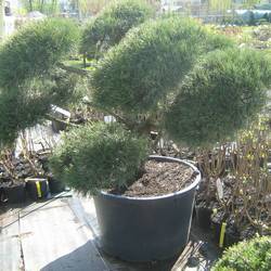 Сосна черная (бонсай) купить в Нижнем Новгороде