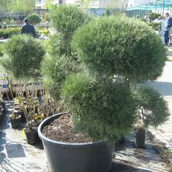 Сосна черная (бонсай) купить в Нижнем Новгороде