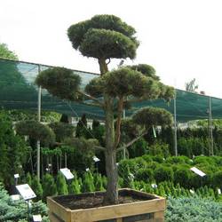 Сосна черная (бонсай) тип 2 купить в Нижнем Новгороде