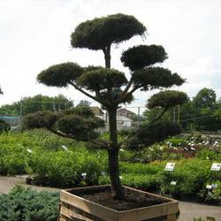 Сосна черная (бонсай) тип 2 купить в Нижнем Новгороде
