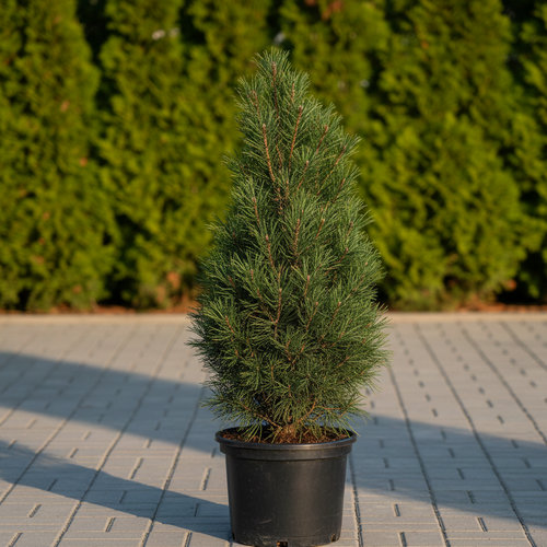 Сосна черная Пирамидалис купить во Владимире