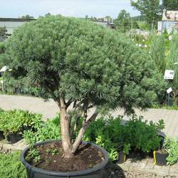 Сосна обыкновенная Watereri Umbrella (бонсай) купить во Владимире