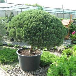 Сосна обыкновенная Watereri Umbrella (бонсай) купить во Владимире