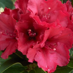 Плитняк СОЧИ из песчаника красный с разводами купить в Нижнем Новгороде