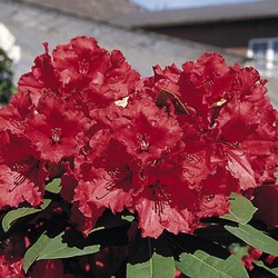 Плитняк СОЧИ из песчаника красный с разводами купить в Нижнем Новгороде