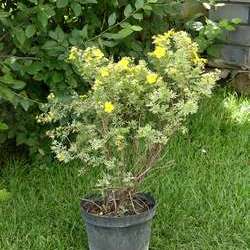 Лапчатка кустарниковая Голдфингэ купить