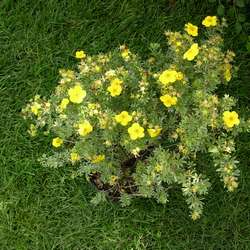 Лапчатка кустарниковая Голдфингэ купить в Иванове