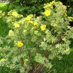 Лапчатка кустарниковая Голдфингэ купить в Иванове