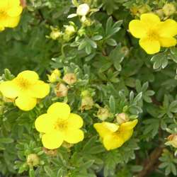 Лапчатка кустарниковая Голдфингэ купить в Иванове