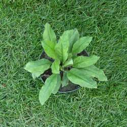 Медуница узколистная купить в Нижнем Новгороде