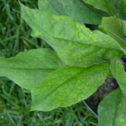 Медуница узколистная купить в Нижнем Новгороде