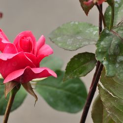 Роза чайно-гибридная Шопен купить в Нижнем Новгороде