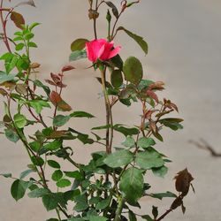 Роза чайно-гибридная Шопен купить в Нижнем Новгороде