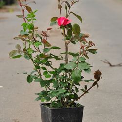 Роза чайно-гибридная Шопен купить в Нижнем Новгороде