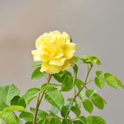 Роза плетистая Голден Парфюм купить во Владимире