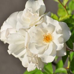 Роза плетистая Айсберг купить