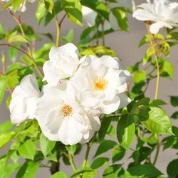 Роза плетистая Айсберг купить в Нижнем Новгороде