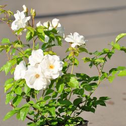 Роза плетистая Айсберг купить в Нижнем Новгороде