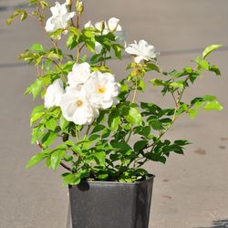 Роза плетистая Айсберг купить в Нижнем Новгороде