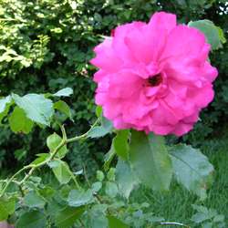 Роза плетистая Rosarium Uetersen купить