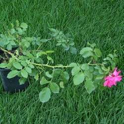 Роза плетистая Rosarium Uetersen купить в Нижнем Новгороде