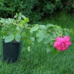 Роза плетистая Rosarium Uetersen купить в Нижнем Новгороде