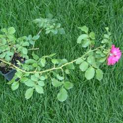 Роза плетистая Rosarium Uetersen купить в Нижнем Новгороде