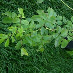 Роза плетистая Вейченблау купить в Нижнем Новгороде