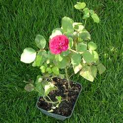 Роза Английская Уильям Шекспир 2000 купить во Владимире